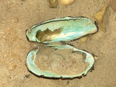 Sagittunio subrostratus