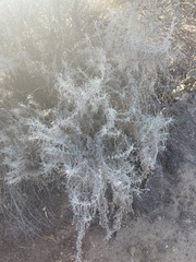 Artemisia filifolia