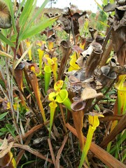 Sarracenia flava