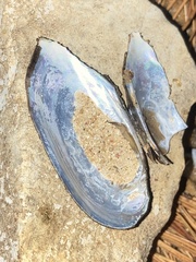 Sagittunio subrostratus