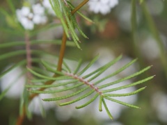 Gompholobium venustum