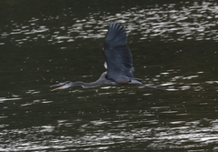 Ardea herodias