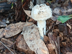 Amanita farinacea