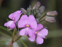 Gompholobium venustum