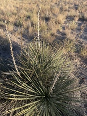 Yucca