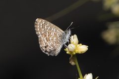 Theclinesthes sulpitius