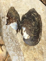 Sagittunio subrostratus