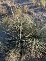 Yucca