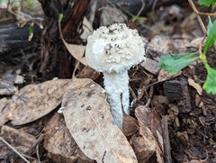 Amanita farinacea