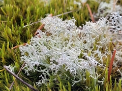 Cladonia rangiferina