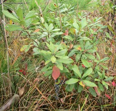 Morella caroliniensis