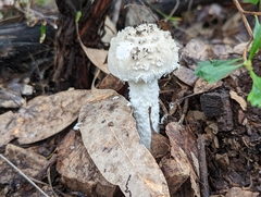 Amanita farinacea