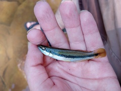 Fundulus olivaceus