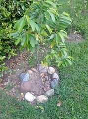 Annona