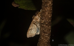 Addaea subtessellata