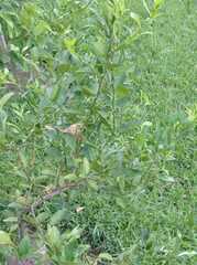 Malpighia glabra