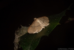 Addaea subtessellata