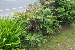 Chamaecyparis lawsoniana