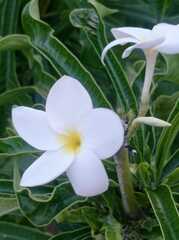 Plumeria