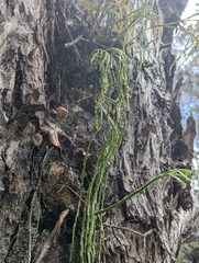 Psilotum complanatum