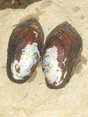 Sagittunio subrostratus