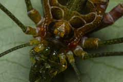 Heteromitobates discolor