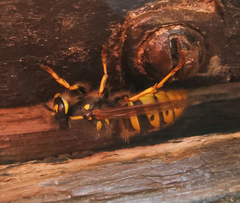 Vespula vulgaris