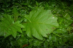 Solanum chrysotrichum