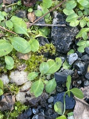 Hyophila involuta