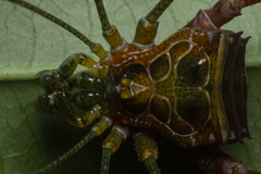 Heteromitobates discolor