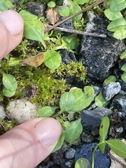 Hyophila involuta