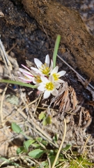 Nothoscordum