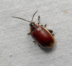 Oedionychina