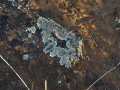 Protoparmeliopsis muralis