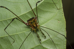 Heteromitobates discolor