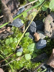 Hyophila involuta
