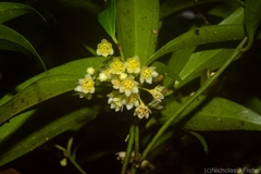 Cryptocarya laevigata