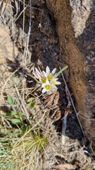 Nothoscordum