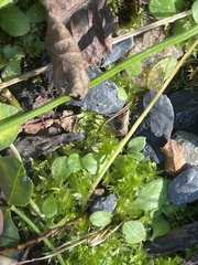 Hyophila involuta