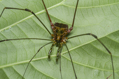 Heteromitobates discolor