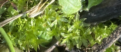 Hyophila involuta