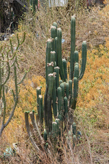 Trichocereus bridgesii