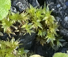 Hyophila involuta