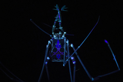 Heteromitobates discolor