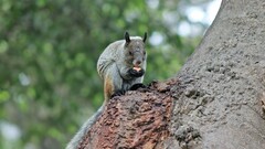 Sciurus stramineus