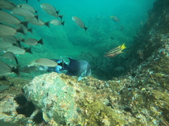 Microspathodon dorsalis