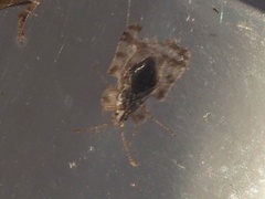 Corythucha marmorata