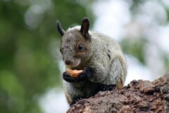 Sciurus stramineus