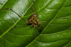 Heteromitobates discolor