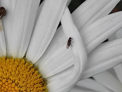 Milichiidae